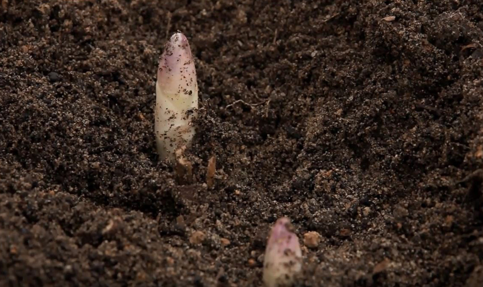 Video How To Grow And Cook White Asparagus Wine Country Table,How Often Do Puppies Poop At 4 Weeks