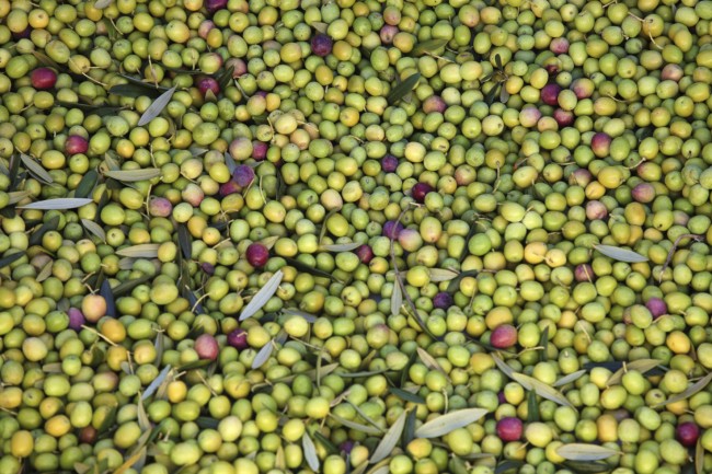 newly harvest olives for making olive oil