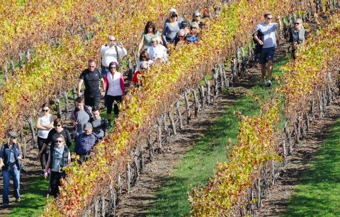 guests on a fall vineyard hike at Jordan Winery