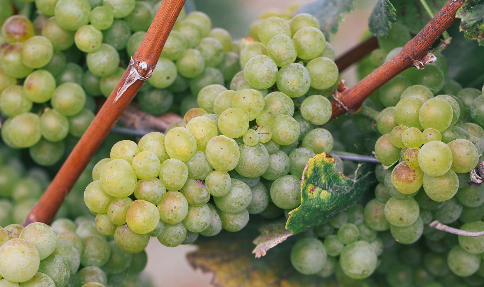 chardonnay grapes in the vine