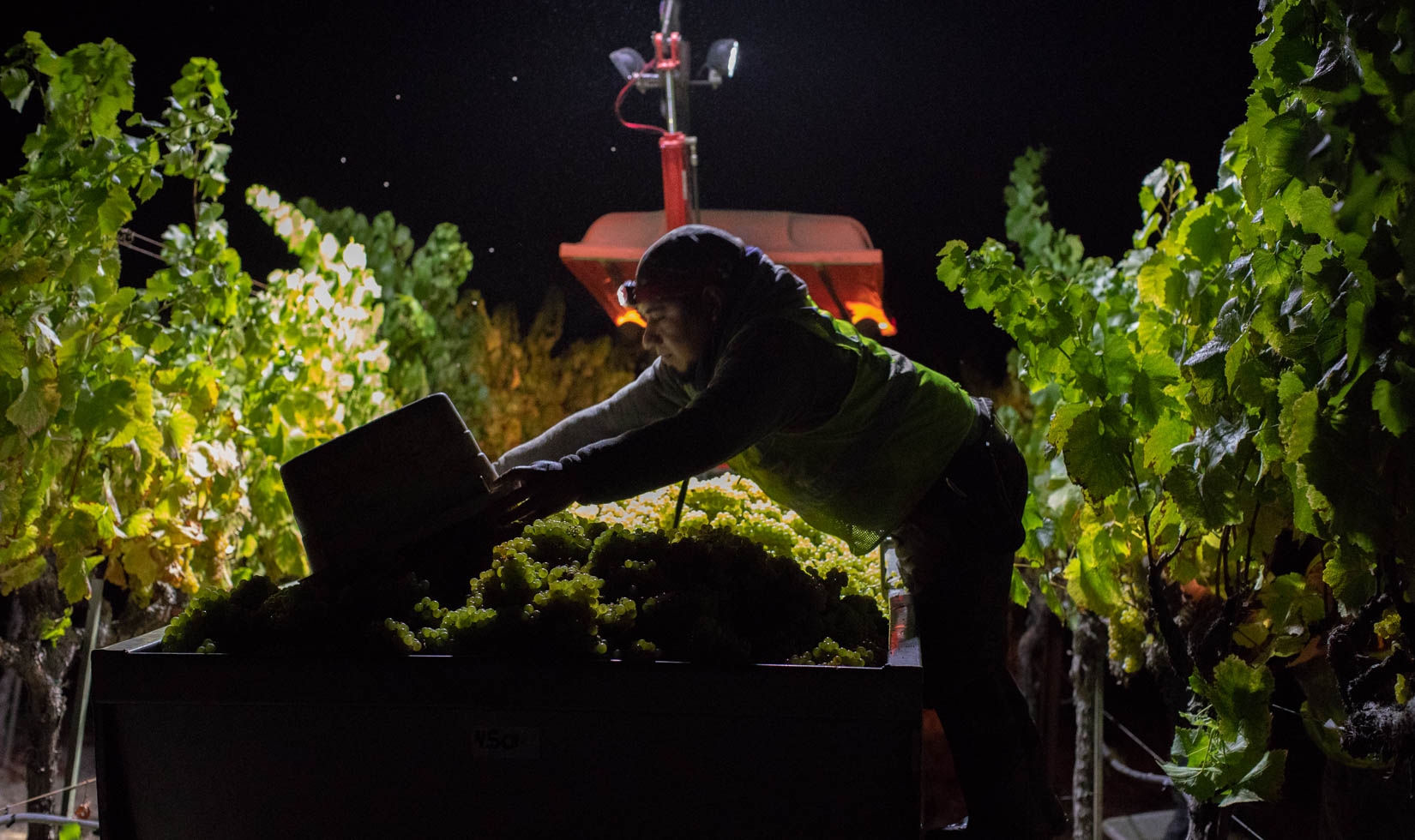 vineyard workers picking chardonnay grapes at night