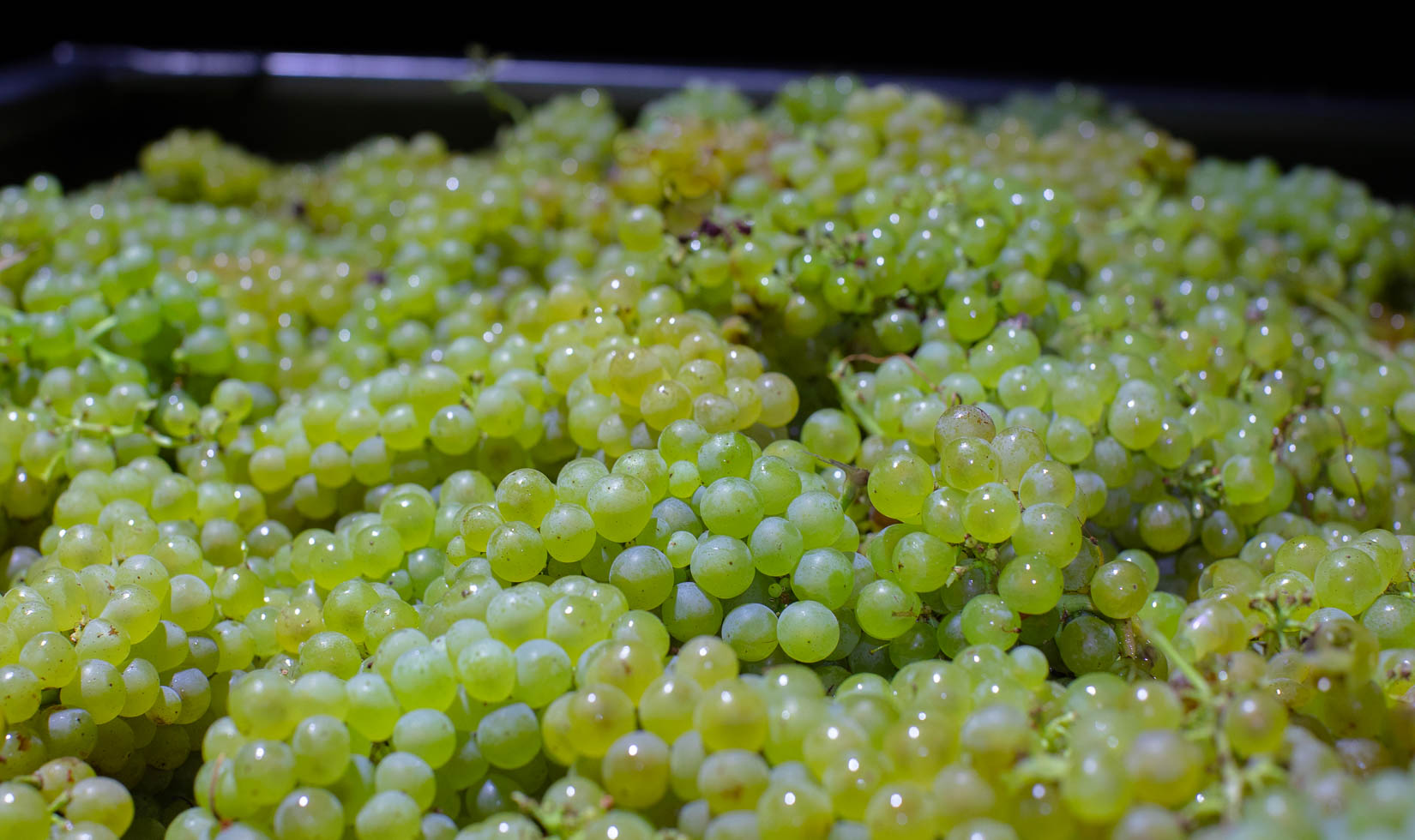 gondola full of chardonnay grape clusters