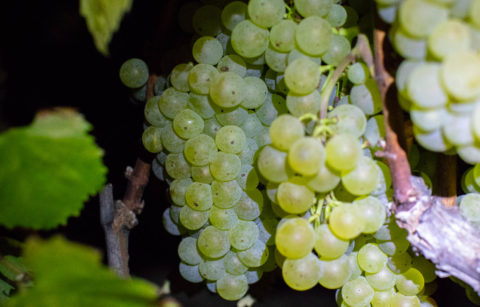 chardonnay grape clusters hanging on a vine at night