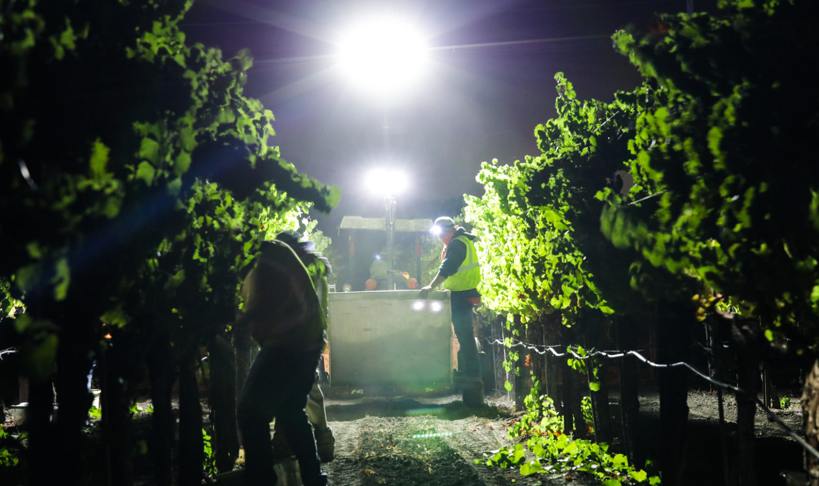 tractor with bright light in the middle of the night in a vineyard