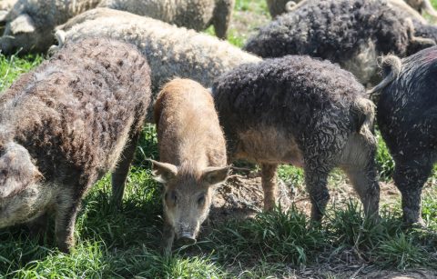 Wooly Mangalitsa Pigs in a pasture