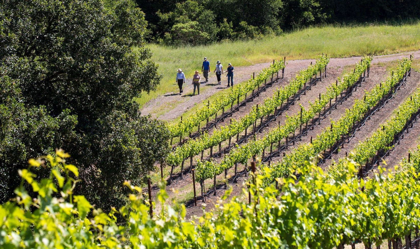 Guests walking through the Jordan Estate on the spring vineyard hike
