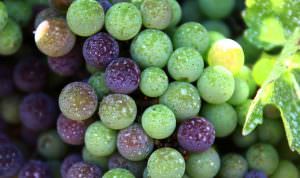 Close up of Cabernet fruit on the vine going through veraison