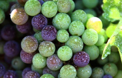 Close up of Cabernet fruit on the vine going through veraison