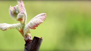 Close up of bud break happening on a grape vine