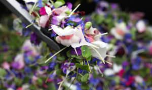 close up of Edible Flowers Microgreens from Earthworker at Sebastopol Farmers Market
