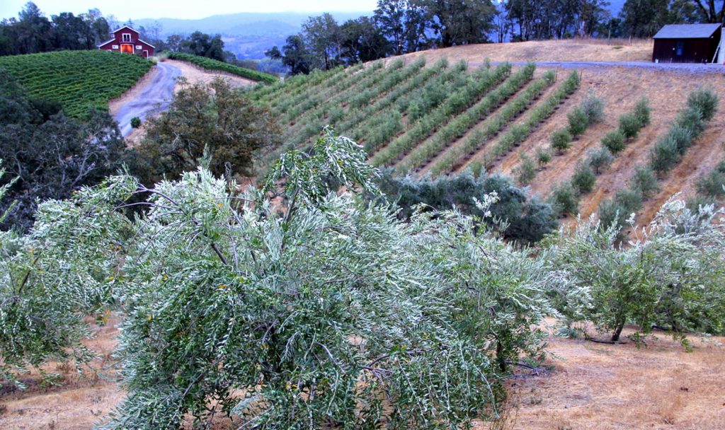 Six Sonoma County Wineries That Make Extra Virgin Olive Oil