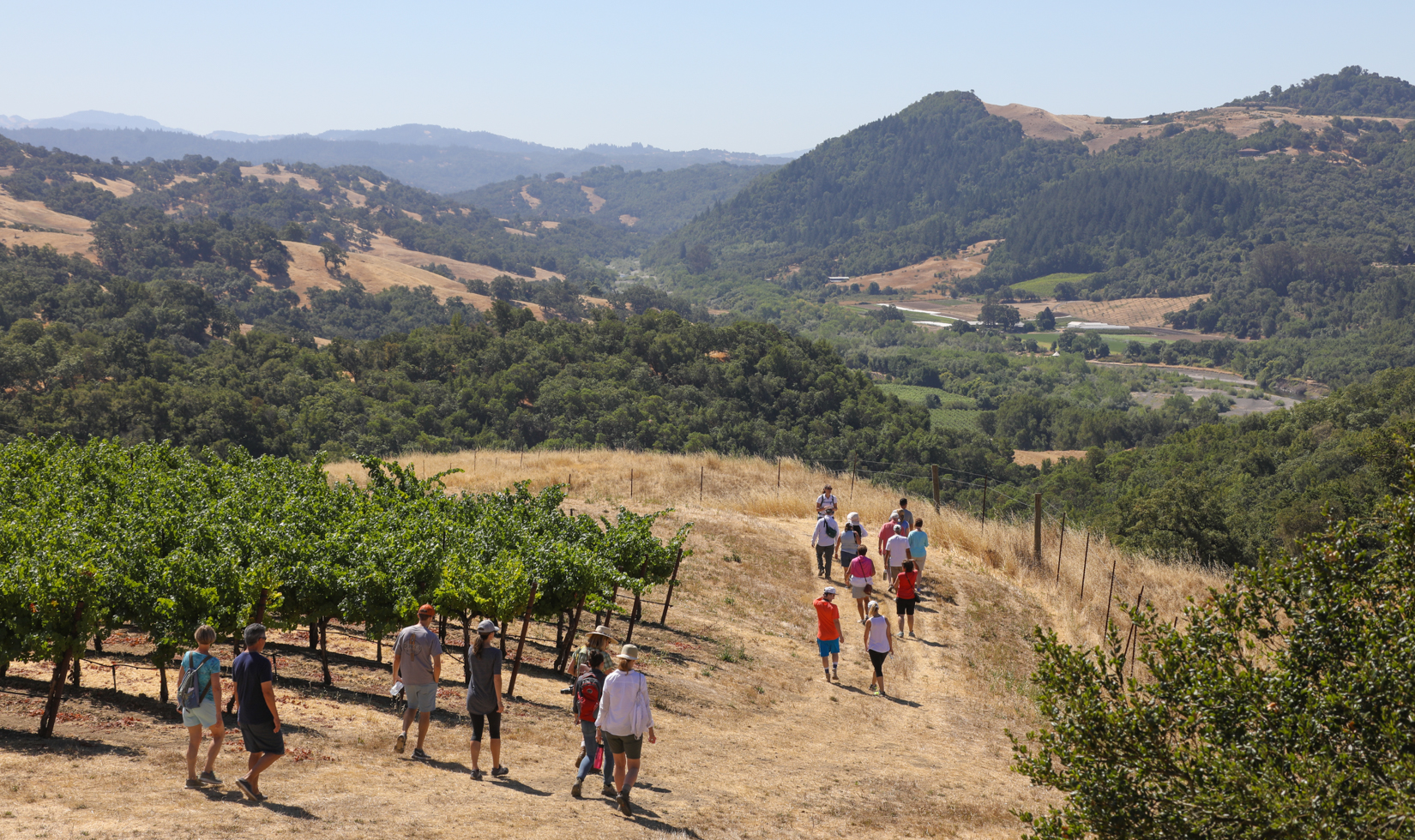 Hikers walking through the vineyards on Jordan Winery Estate