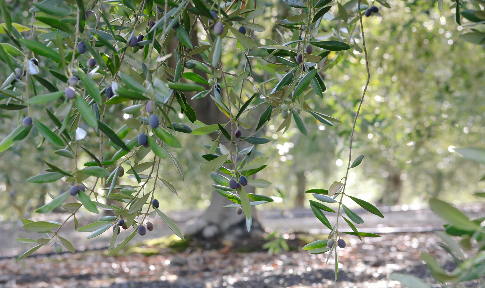 Sonoma olive tree at Jordan Winery, 25 years old