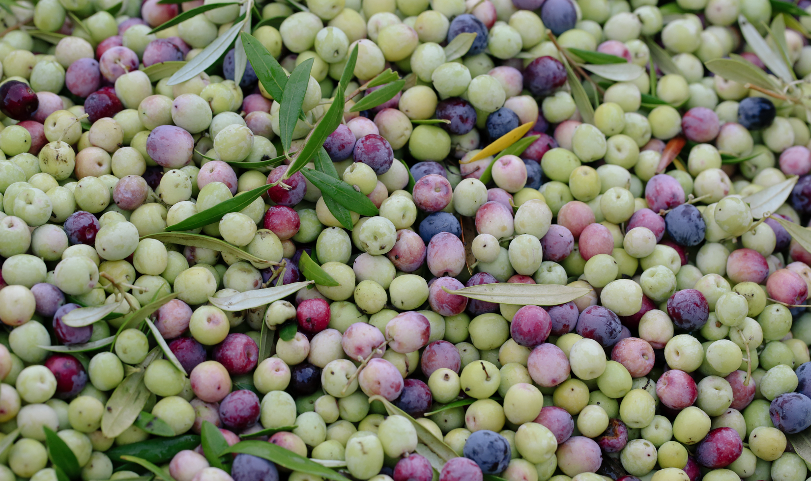 how olive oil is made olive ripeness levels