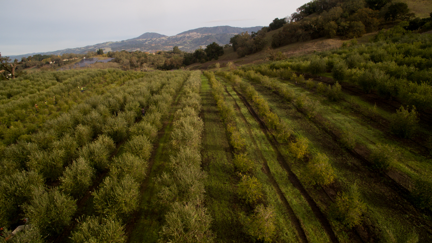 rows of olive trees aerial