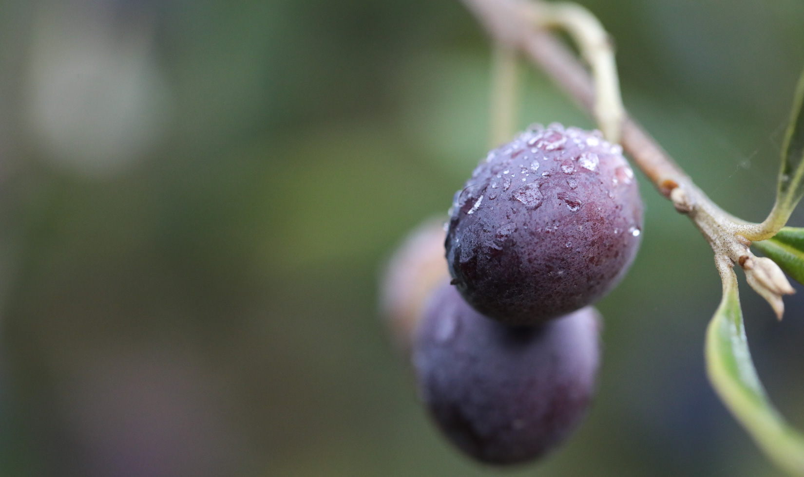 ripe olives on branch at Jordan Winery