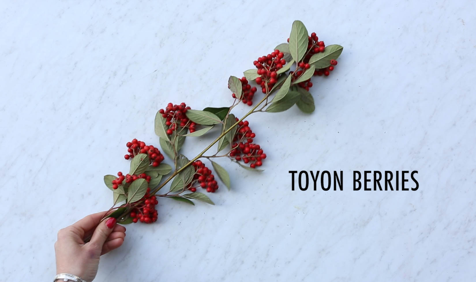 toyon berries for wine bottle gift wrapping