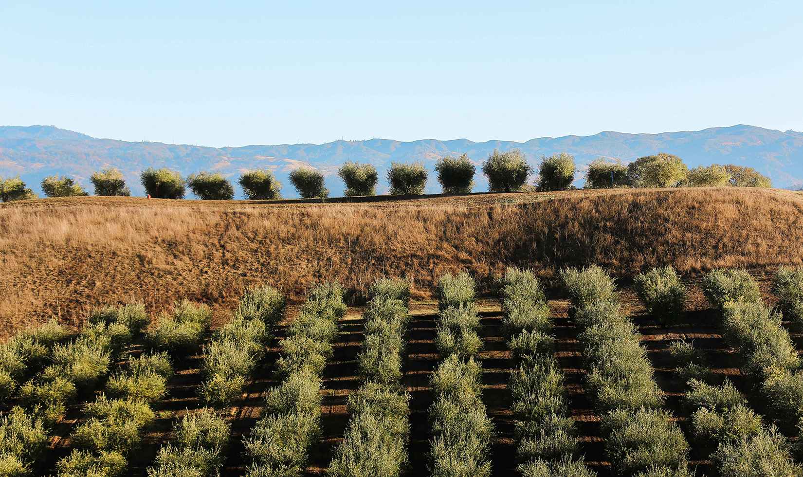 rows of olive trees at Jordan Winery