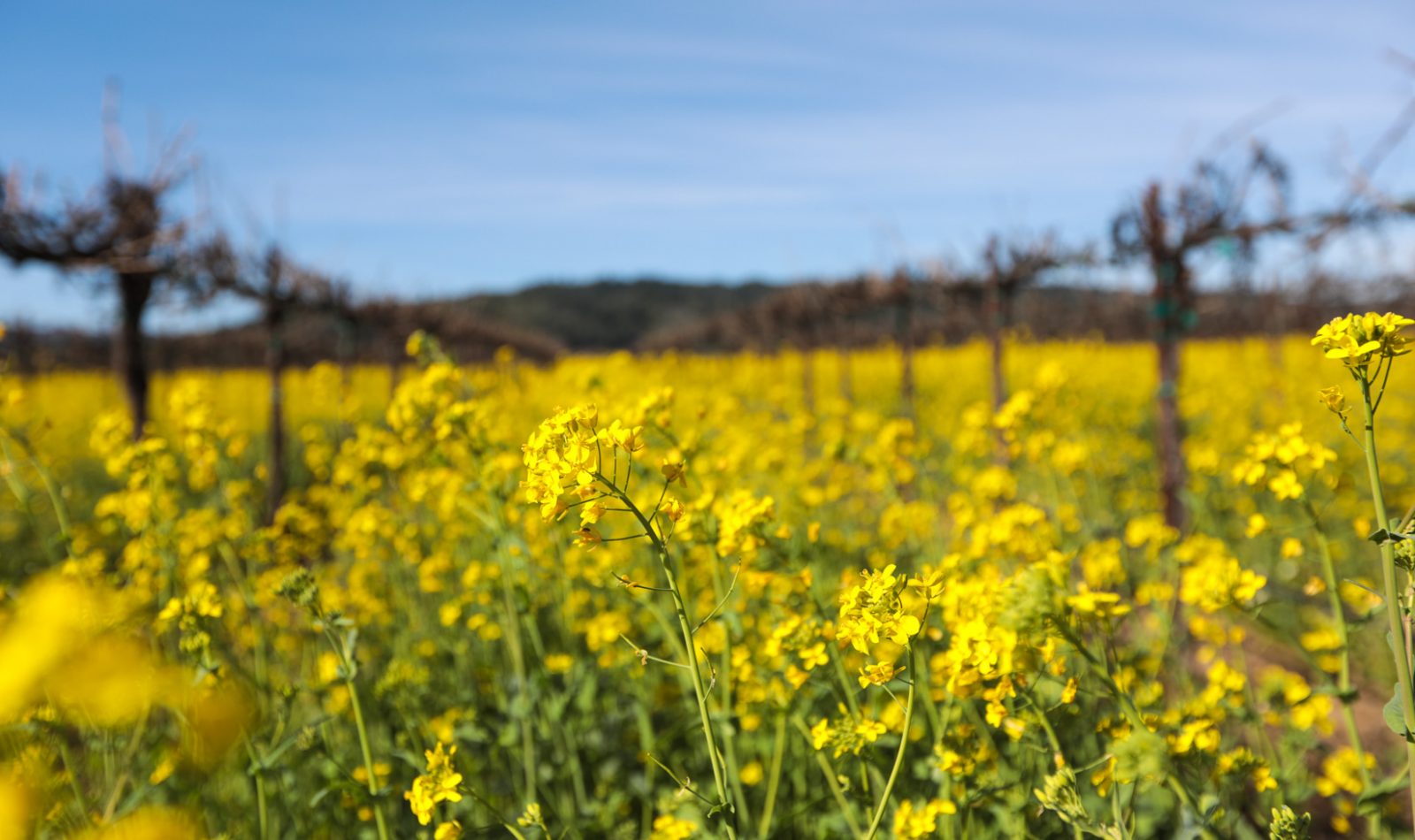 Five Best Places To Spot Wildflowers In Sonoma County