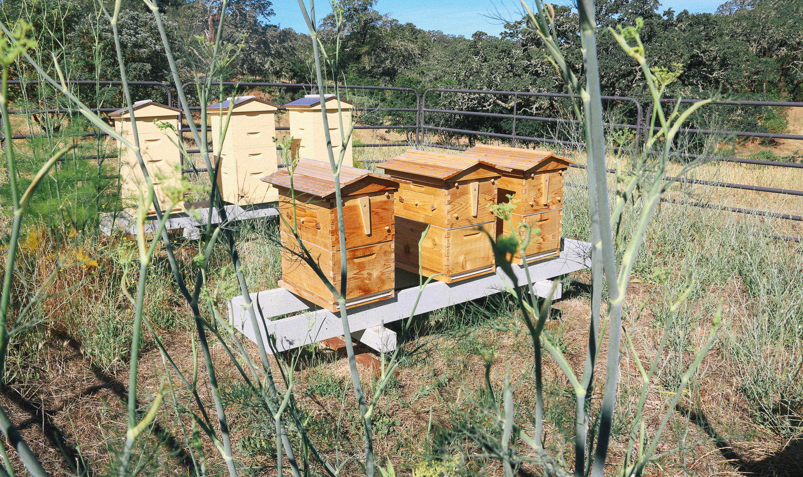 Jordan Winery apiary bee garden design with native plants