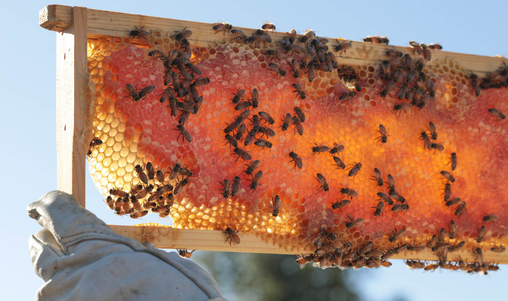 Honey bees with honeycomb
