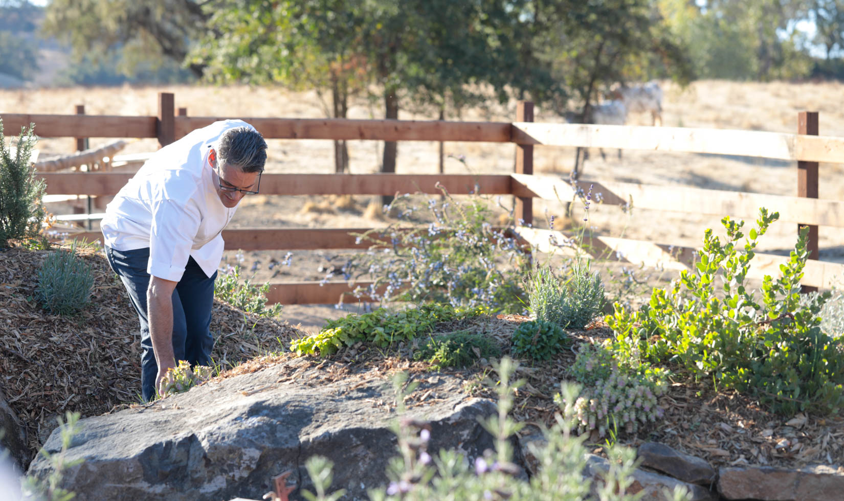 how to design a bee garden, boulders and native plants