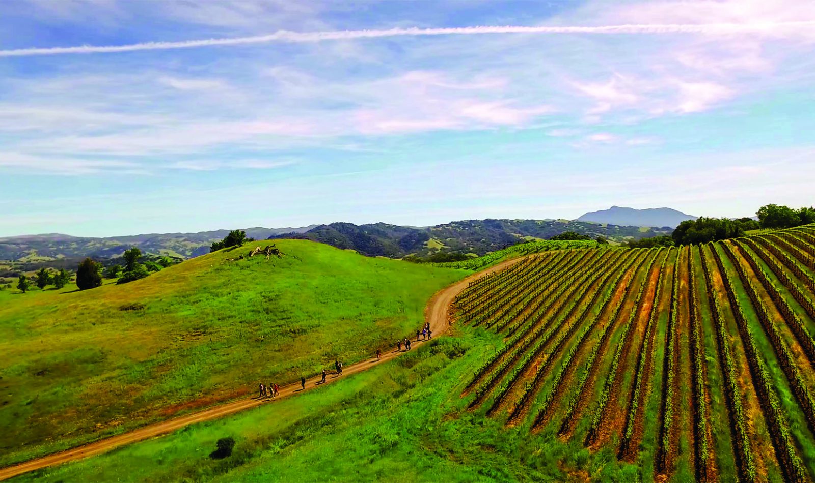 Jordan Winery Vineyard hike Sonoma County hiking people walking on trail