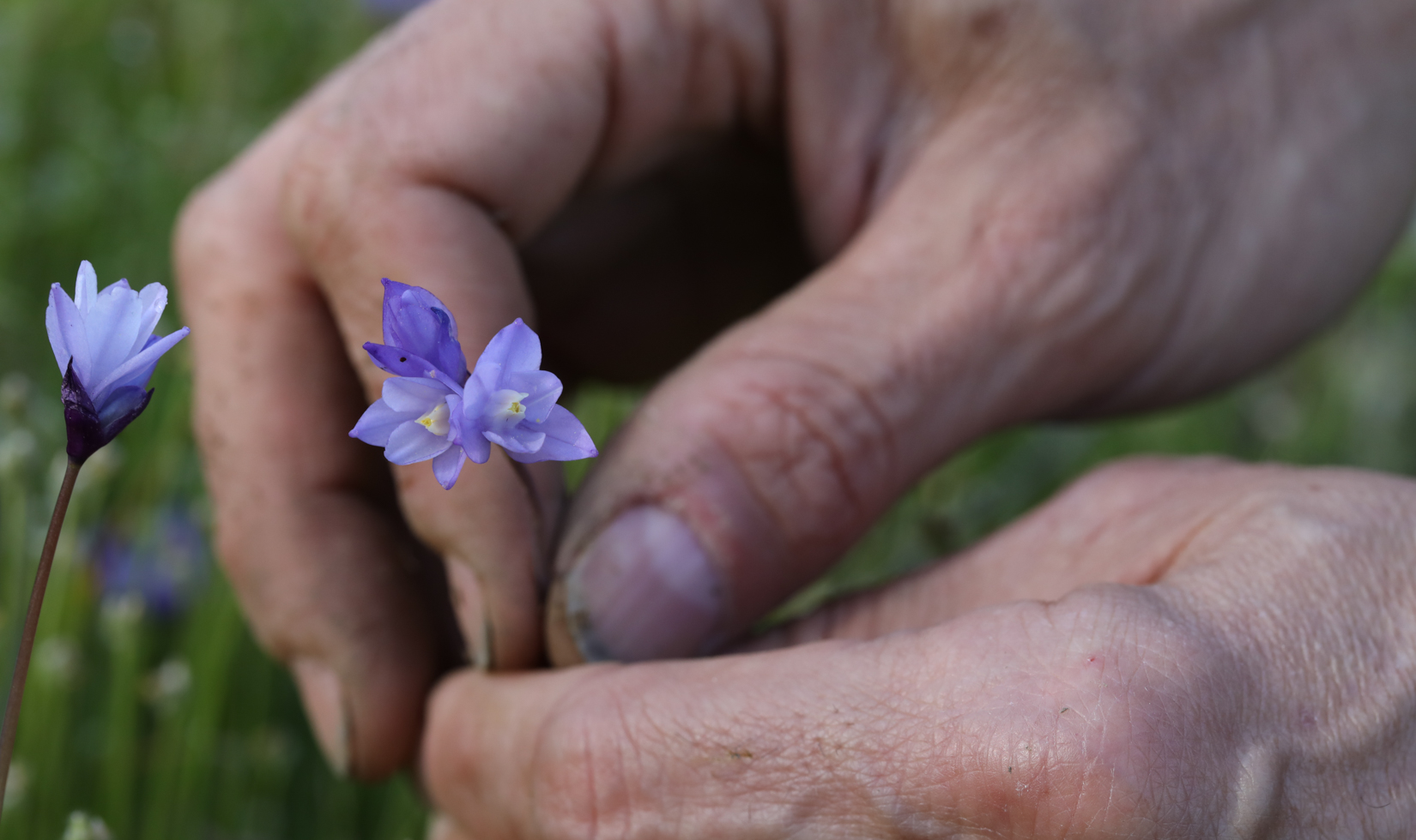 blue cama flower, foraging guide tips
