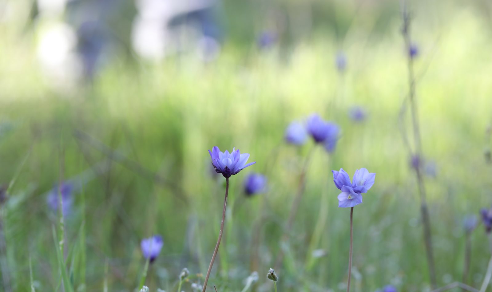 meadow of blue cama flowers at Jordan Winery