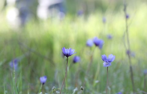 meadow of blue cama flowers at Jordan Winery