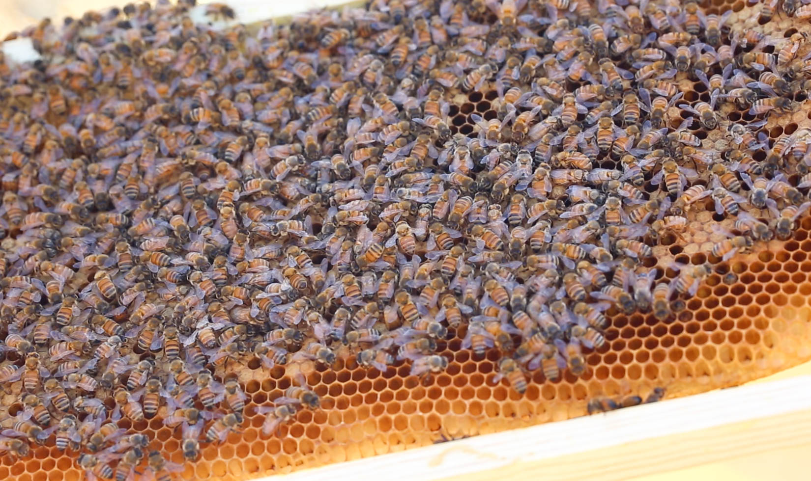 honey bee colony