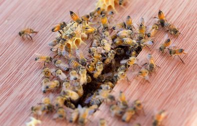 honeybees in entrance of hive