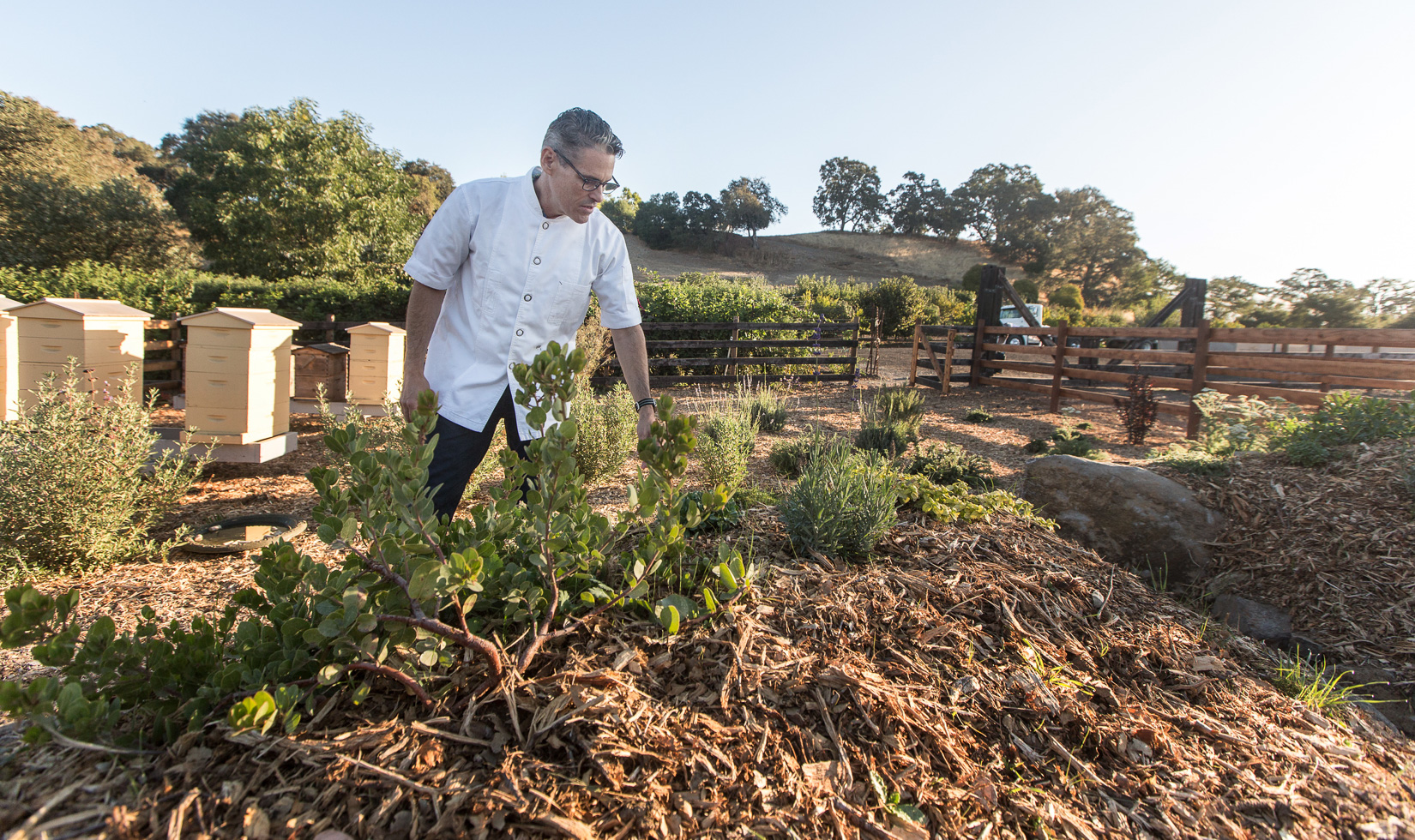 How to design a bee garden Jordan Winery chef with native plants