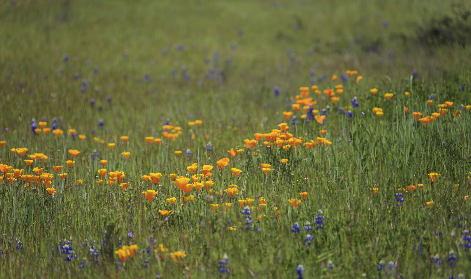 wild poppies and lupine flowers at Jordan Winery