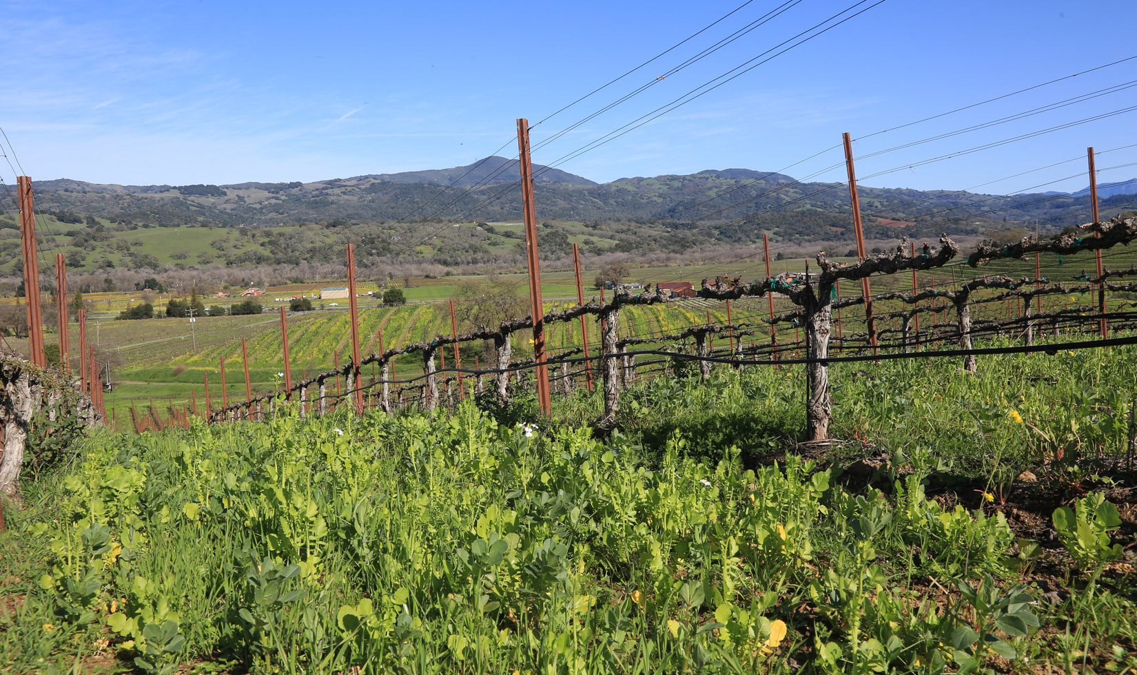 Seghesio Winery Vineyard View Sonoma County Hikes