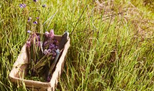 foraging basket with wildflowers and spring foraging tools in grass at Jordan Winery