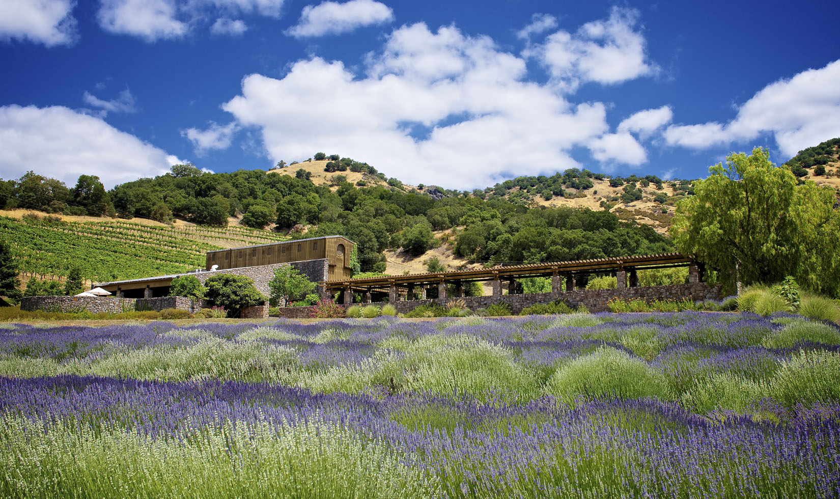 robert sinskey vineyards lavender field napa valley