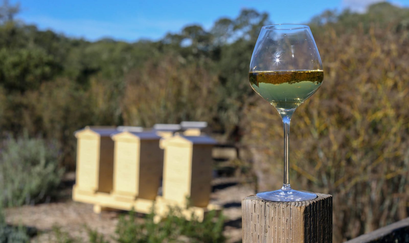 chardonnay wine glass on fence with honey beehives in background