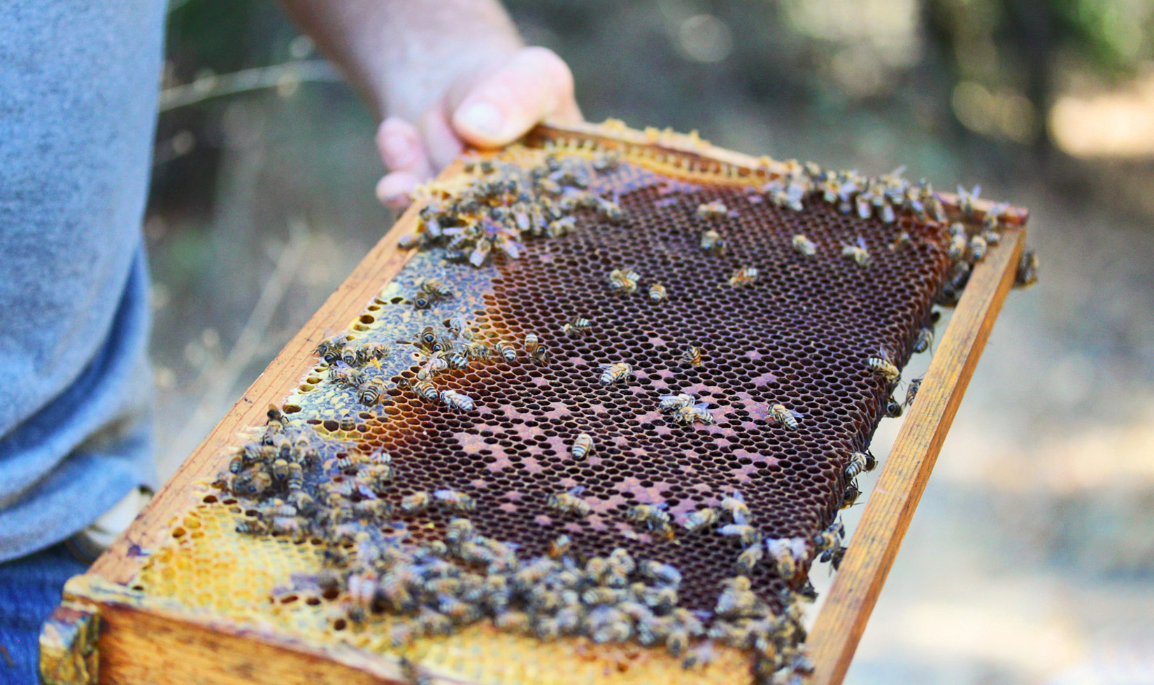 Fantesca Winery Beehive Honeycomb