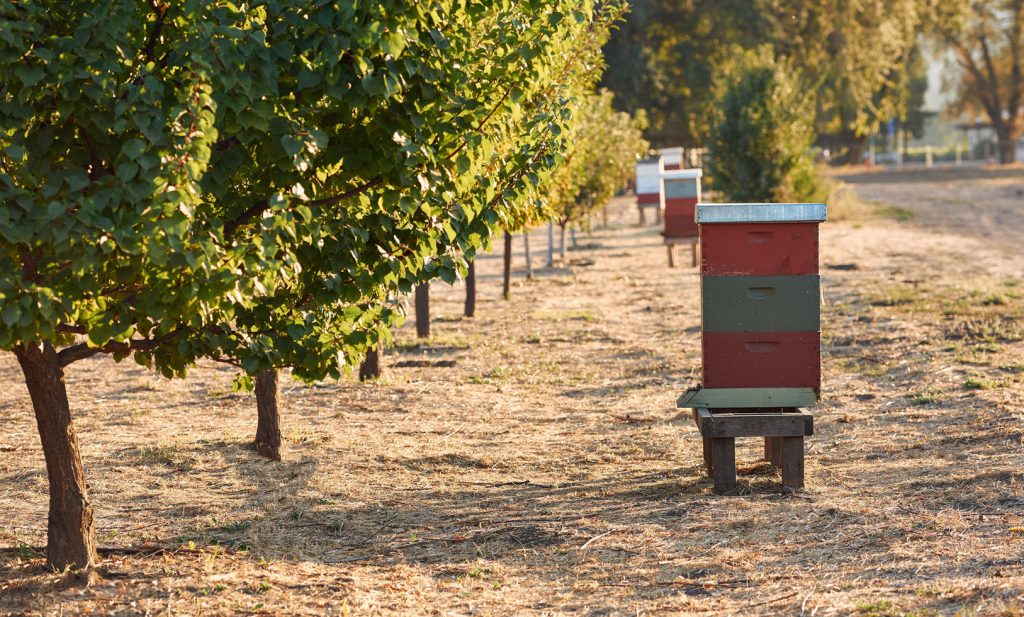 Napa And Sonoma Honey Tasting Wineries With Bees