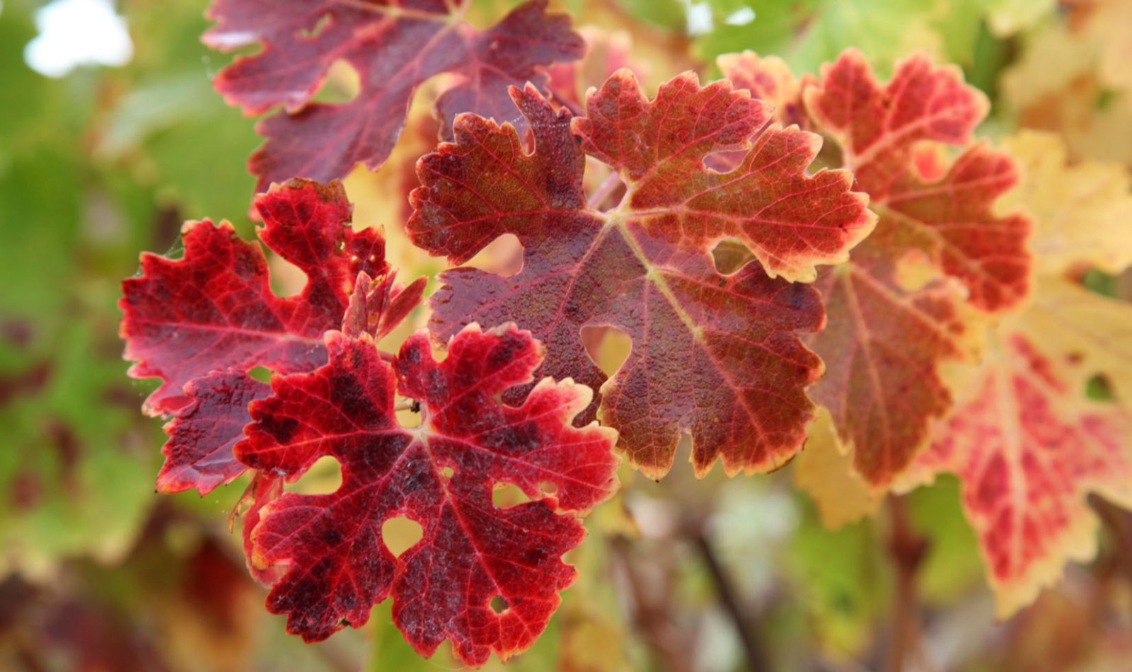 red grapevine leaves