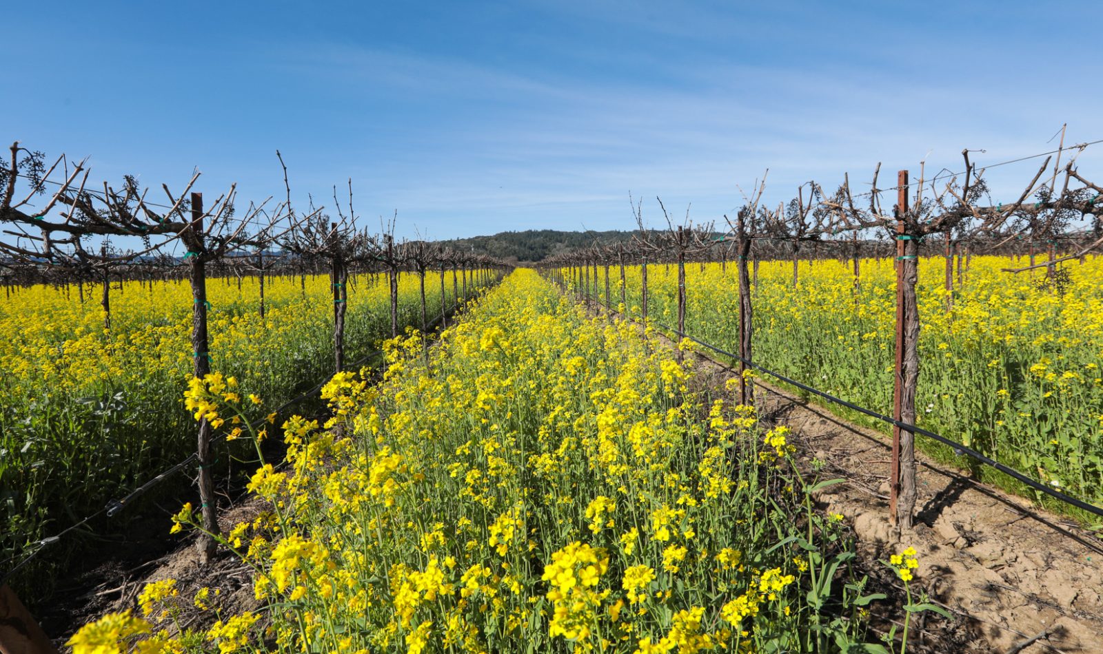mustard growing between vineyard rows (cover-crop)
