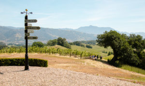outdoor vineyard hike in sonoma county healdsburg with mountains and vineyard views