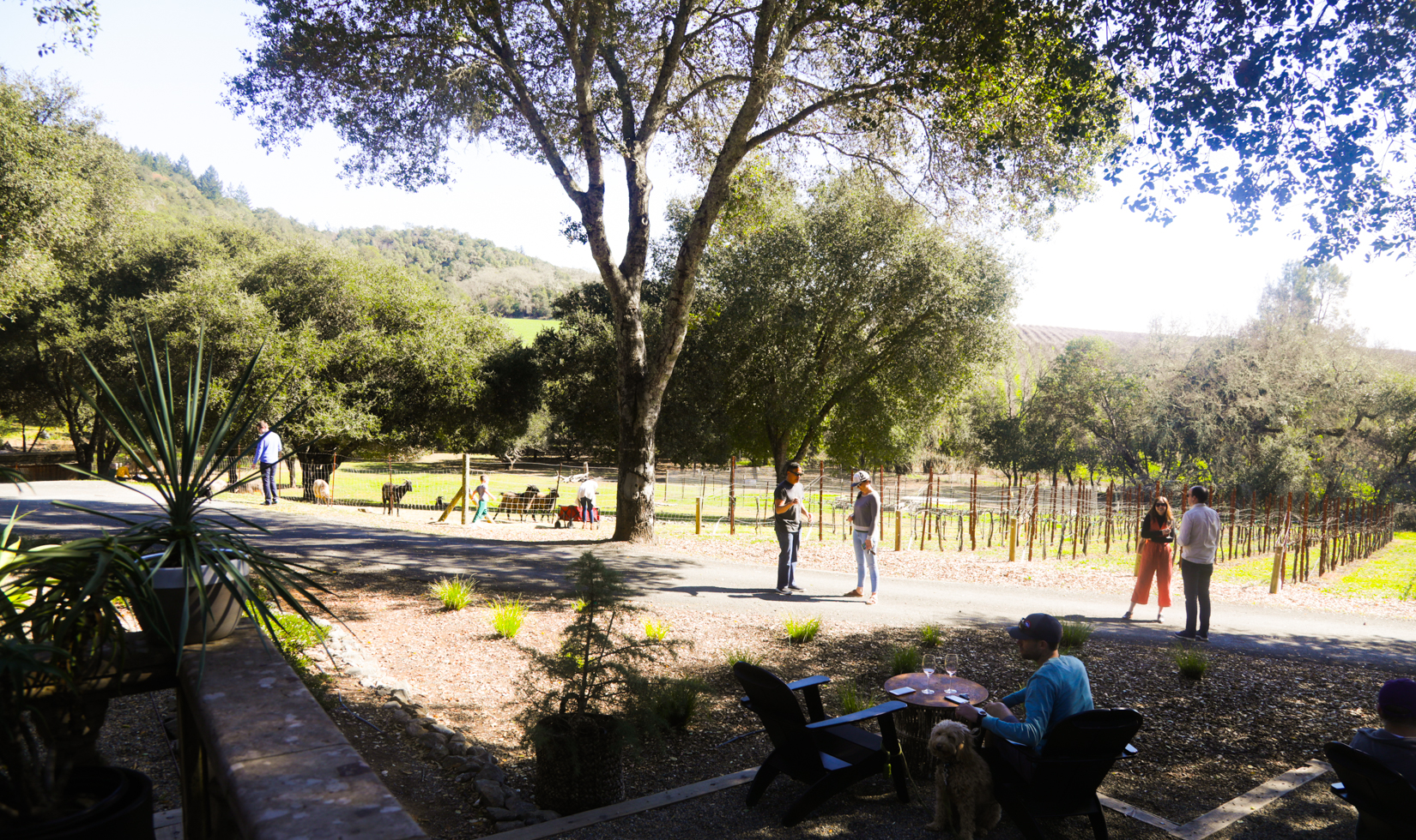 Guests socializing on the Reeve Wines estate in Healdsburg