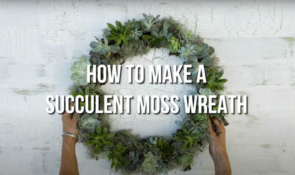 How to Make a Living Wreath with Succulents Video Guide