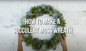 how to make a succulent wreath with tree branches and plants