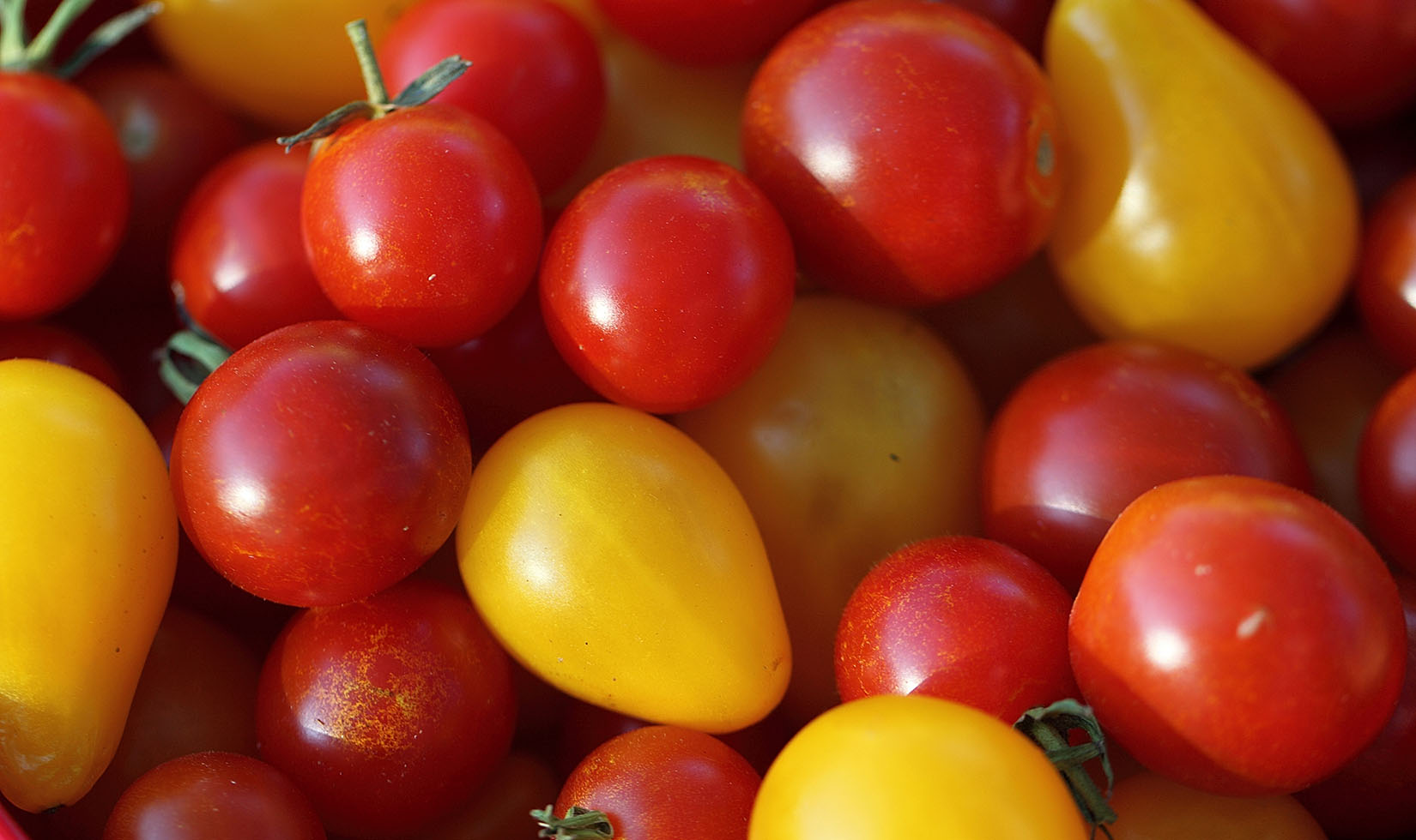 Basket of yellow and red cherry tomatoes