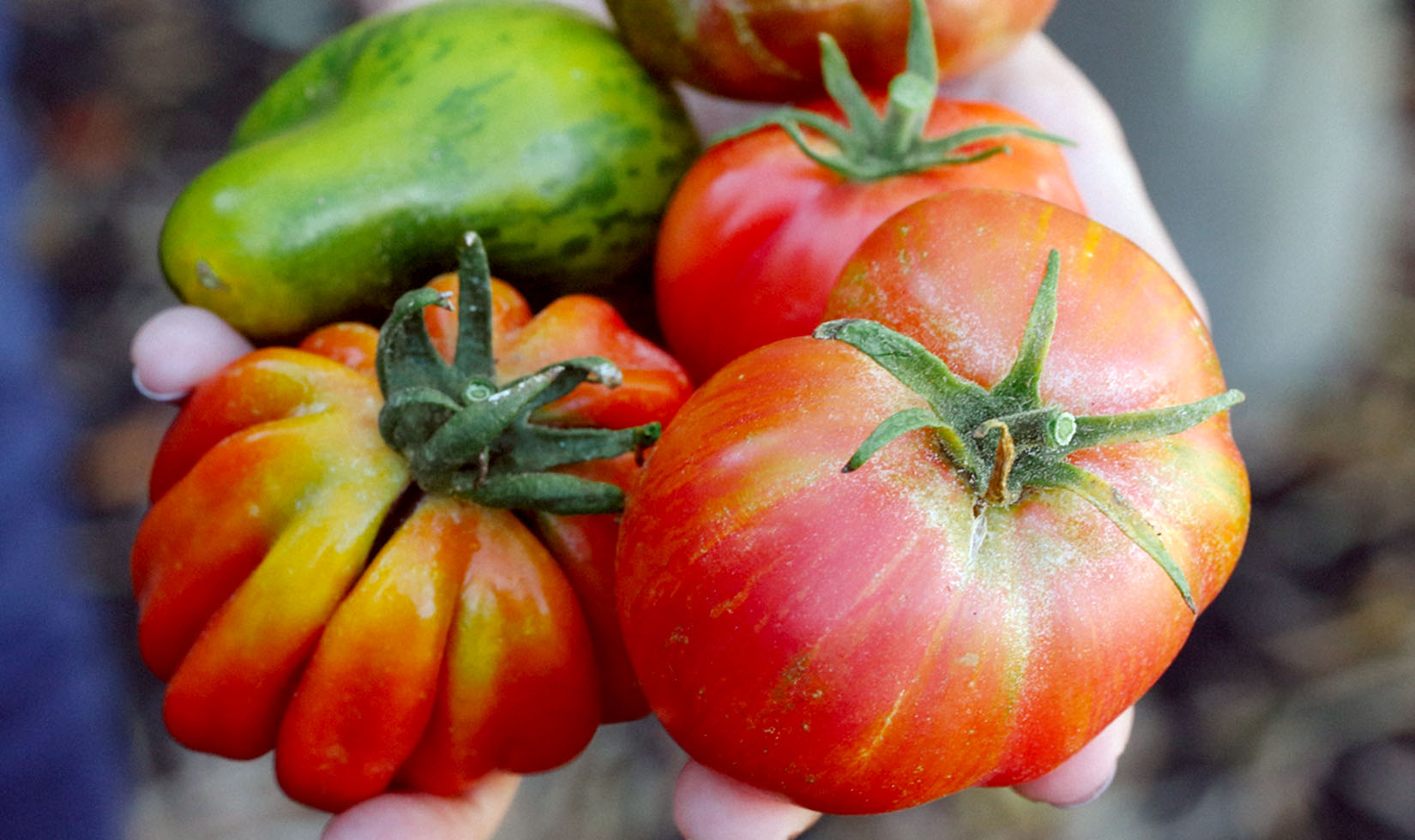 Hands holding four large heirloom tomatoes
