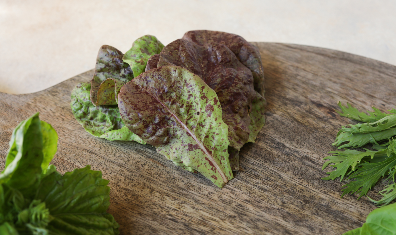 merveille des quatre saisons lettuce leaves on wooden board 