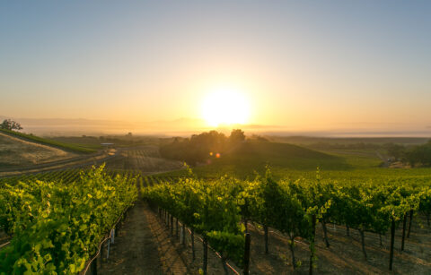 sunset over vineyard rows